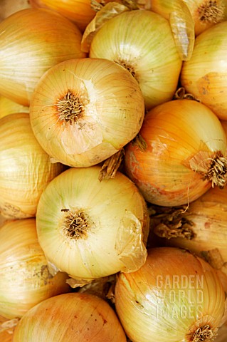 ONION_ALISA_CRAIG