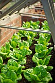 LETTUCE GROWING IN COLD FRAME
