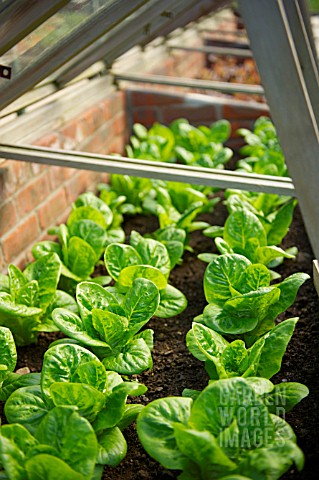 LETTUCE_GROWING_IN_COLD_FRAME
