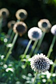 ECHINOPS; GLOBE THISTLE