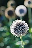 ECHINOPS; GLOBE THISTLE