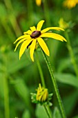 RUDBECKIA FULGIDA VAR. SULLIVANTII GOLDSTURM