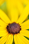 RUDBECKIA FULGIDA VAR. SULLIVANTII GOLDSTURM