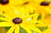 RUDBECKIA FULGIDA VAR. SULLIVANTII GOLDSTURM