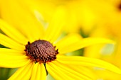 RUDBECKIA FULGIDA VAR. SULLIVANTII GOLDSTURM