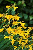 CROCOSMIA LADY HAMILTON