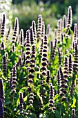 TEUCRIUM HIRCANICUM