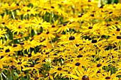 RUDBECKIA FULGIDA VAR. SULLIVANTII GOLDSTURM