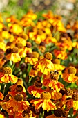 HELENIUM SAHINS EARLY FLOWERER