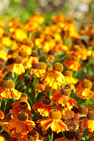 HELENIUM_SAHINS_EARLY_FLOWERER