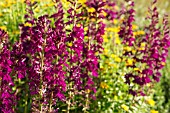 LOBELIA X SPECIOSA HADSPEN PURPLE