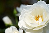 SMALL WHITE ROSE