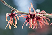 HAMAMELIS,  WITCH HAZEL FLOWERS COVERED IN WEBS AND MORNING DEW