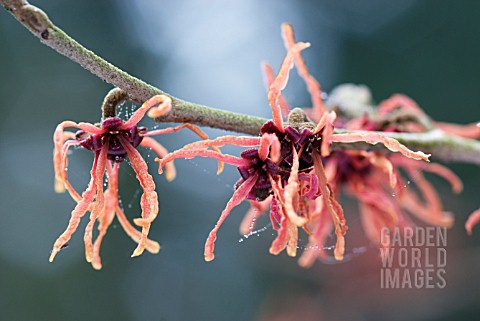 HAMAMELIS__WITCH_HAZEL_FLOWERS_COVERED_IN_WEBS_AND_MORNING_DEW