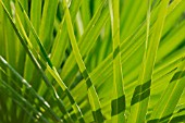 CHAMAEROPS HUMILIS, LEAVES