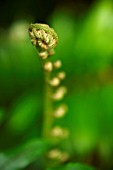 FERN FROND UNCURLING