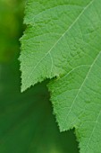 SPARRMANNIA AFRICANA; AFRICAN HEMP LEAF