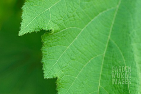 SPARRMANNIA_AFRICANA_AFRICAN_HEMP_LEAF