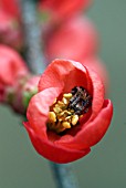 SPIDER ON CHAENOMELES PORT ELIOT FLOWER