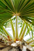 WASHINGTONIA ROBUSTA