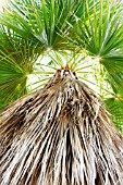 WASHINGTONIA ROBUSTA