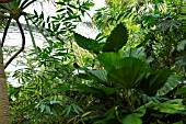 PLANTS IN HUMID TROPICS BIOME AT THE EDEN PROJECT