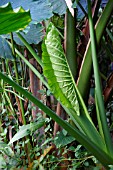 ALOCASIA LEAF UNFOLDING