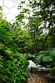 PLANTS IN HUMID TROPICS BIOME AT THE EDEN PROJECT