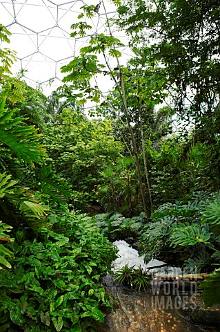 PLANTS_IN_HUMID_TROPICS_BIOME_AT_THE_EDEN_PROJECT