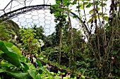 PLANTS IN HUMID TROPICS BIOME AT THE EDEN PROJECT