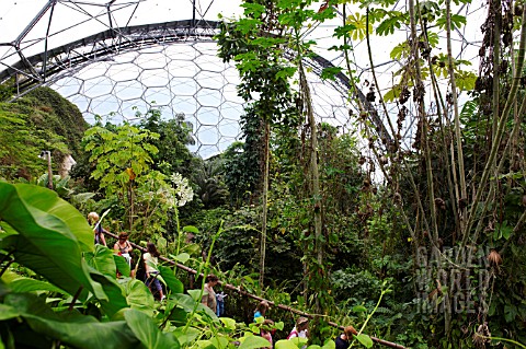 PLANTS_IN_HUMID_TROPICS_BIOME_AT_THE_EDEN_PROJECT