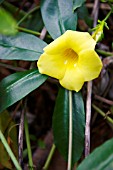 ALLAMANDA CATHARTICA