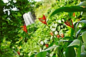 HELICONIA PSITTACORUM