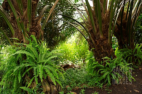 ELAEIS_GUINEENSIS_OIL_PALM_TRUNKS_WITH_FERNS
