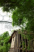 BAMBOO PLANTS AND HUT IN HUMID TROPICS BIOME AT THE EDEN PROJECT
