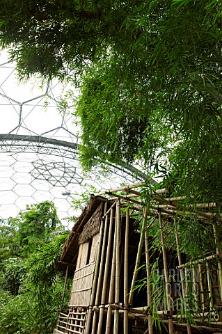 BAMBOO_PLANTS_AND_HUT_IN_HUMID_TROPICS_BIOME_AT_THE_EDEN_PROJECT