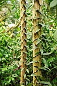 VANILLA PLANIFOLIA AT THE EDEN PROJECT