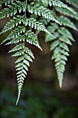 FERN FRONDS