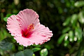 PINK HIBISCUS