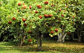 SORBUS COMMIXTA,  ROWAN,  MOUNTAIN ASH.