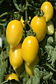 TOMATO,  LEMON TREE,