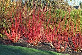 CORNUS ALBA,  WINTER STEMS, WAKEHURST PLACE GARDENS,  SUSSEX