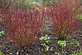 CORNUS ALBA IVORY HALO,  SIR HAROLD HILLIER GARDENS,  HAMPSHIRE