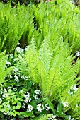 MATTEUCCIA STRUTHIOPTERIS,  OSTRICH PLUME FERN,  RAMSONS ALLIUM URSINUM