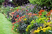 COLOURFUL BORDERS,  WITH VERBENA BONARIENSIS,  DAHLIA,  HELENIUM AND ALSTROEMERIA.
