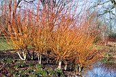 SALIX ALBA SUBS. VITELLINA BRITZENSIS. WISLEY GARDENS, SURREY.