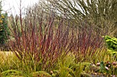 CORNUS ALBA  KESSELRINGII, IN THE WINTER GARDENS AT HILLIERS