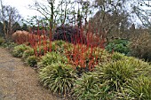 CORNUS ALBA  SIBRICA AND CAREX MORROWII  FISHERS FORM, WINTER GARDEN, HILLIERS GARDENS