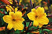 HEMEROCALLIS GOLDEN CHIMES,  DAYLILY.