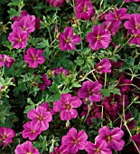 GERANIUM x RIVERSLEAIANUM RUSSELL PRICHARD (AGM)